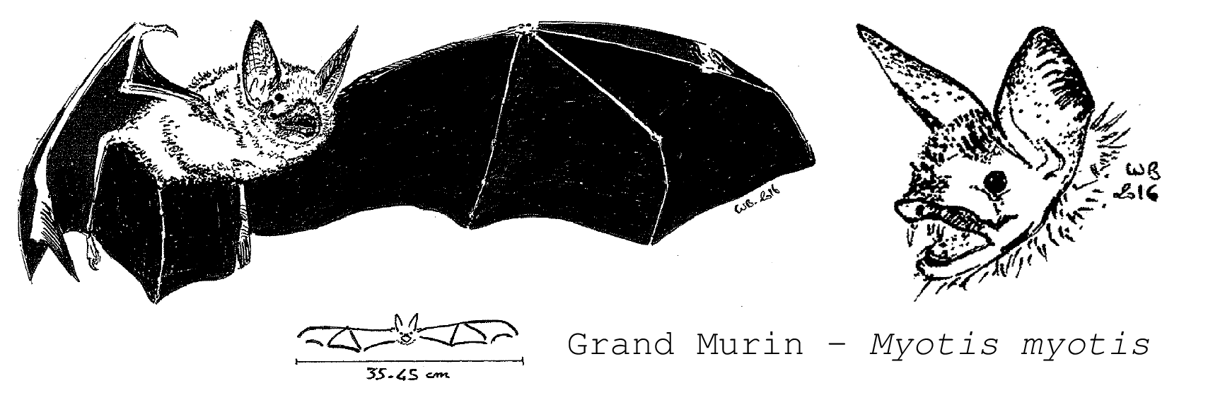 4-20160803 - Grand Murin - William BEDUCHAUD - VF